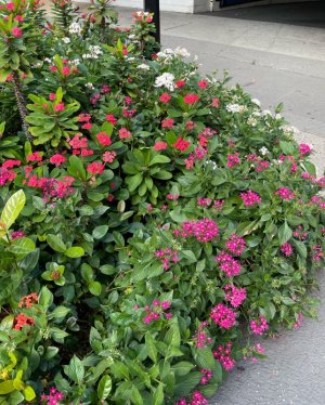 IMG_9544.jpeg