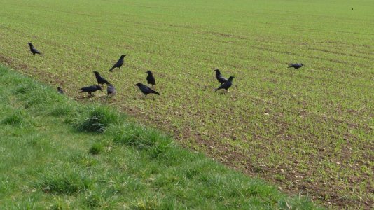 rooks-1328335_1280 petrafaltermaier Pix.jpg