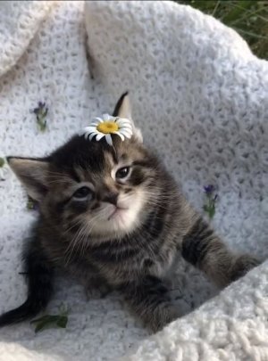 daisy cat.jpg