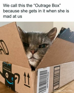 funny-cat-memes-purrgattos-27-6813121a0c7c7__700.jpg