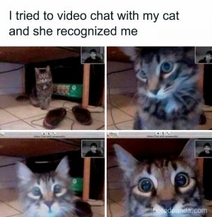 funny-cat-memes-purrgattos-30-68137ee67dd05__700.jpg