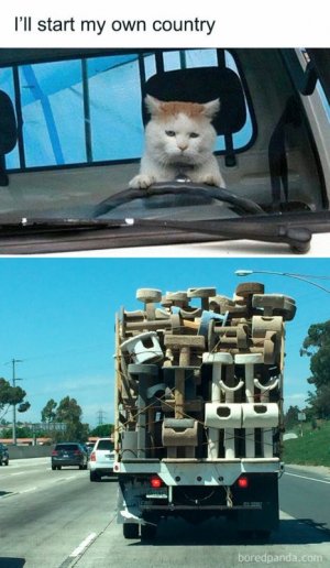 funny-cat-memes-purrgattos-28-6813134cebac0__700.jpg