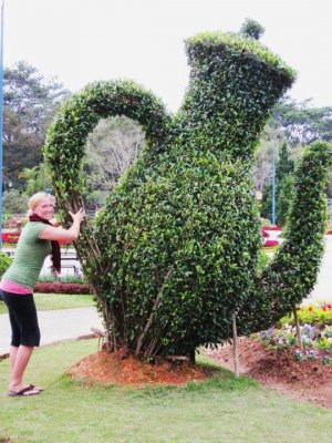 teapot hedge.jpg