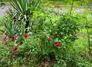 IMG_0425.jpeg IMG_0425.jpeg