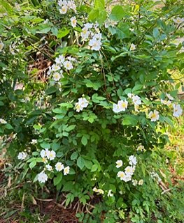 IMG_0376.jpeg IMG_0376.jpeg