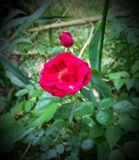 IMG_0424.jpeg IMG_0424.jpeg