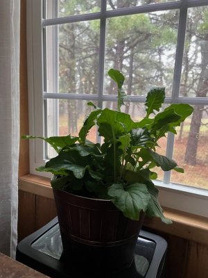 my plant.jpg