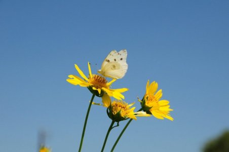 yellow butterfly.jpg