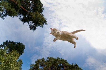 flying-cat-micael-carlsson-368452619.jpg