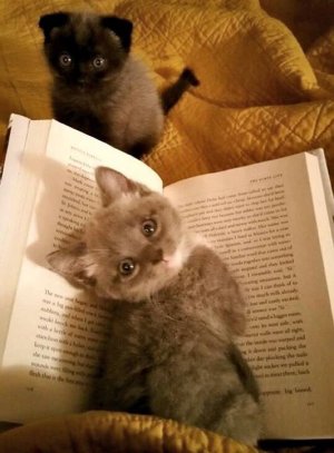 cat book 24.jpg