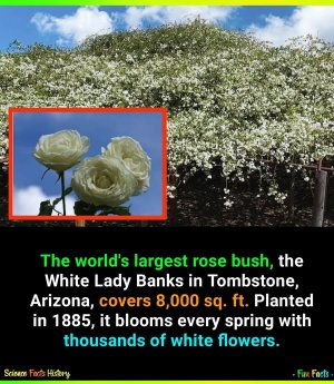 whoknewrosebush.jpg