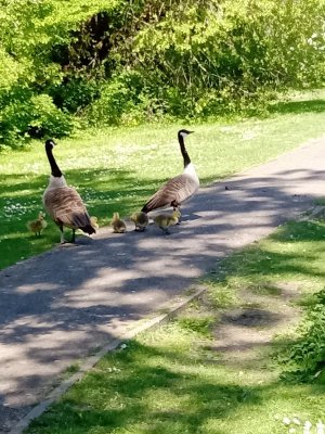 Canada goslings 2.jpg