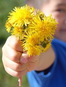 dandelions.jpg