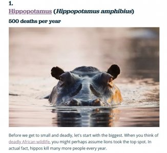 hippos.jpg hippos.jpg