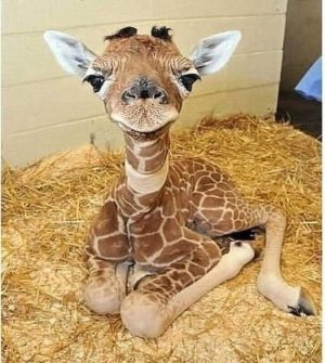 baby giraffe.jpg