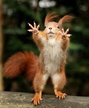 Squirrel @.jpg
