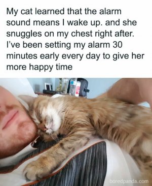funny-cat-memes-purrgattos-29-68137e8fb2853__700.jpg