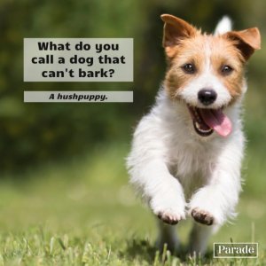 dog-jokes-hushpuppy.jpg