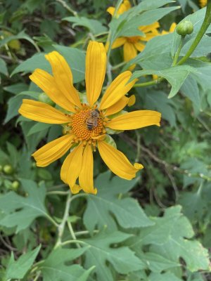 IMG_4207.jpeg