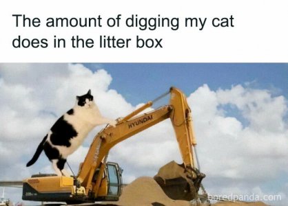 funny-cat-memes-purrgattos-7-68120d8f0684b__700.jpg
