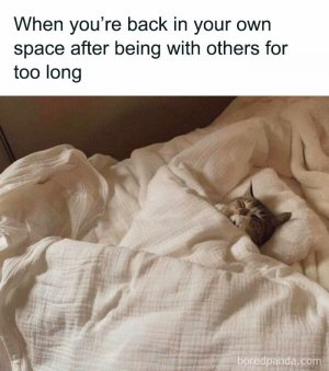 funny-cat-memes-purrgattos-5-68120a5b1b2ed__700.jpg