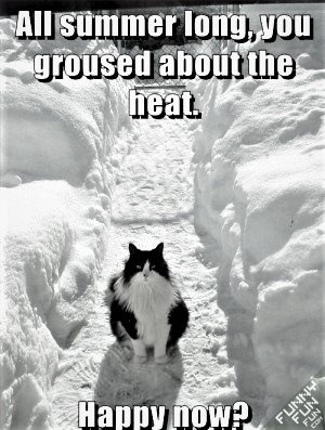 Feline Humor.jpg