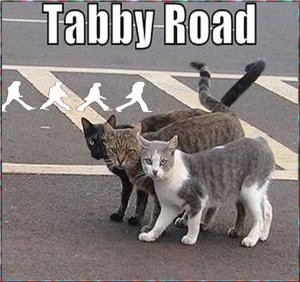 TabbyRoad.2.jpg