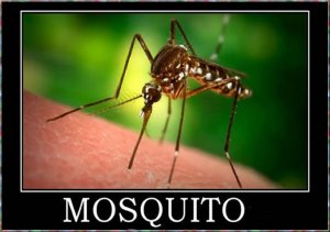 mosquito.jpg