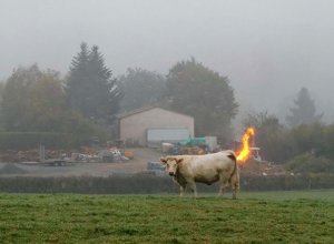 cow.jpg