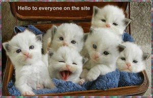 Good Morning Cats.jpg