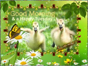 Good Morming Happy Tuesday.jpg