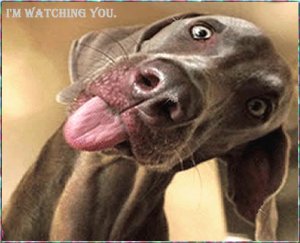 watching you.jpg