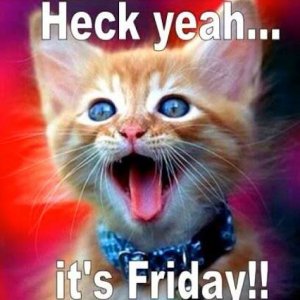 fridaycat.jpg