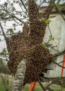 bee swarm01.JPG