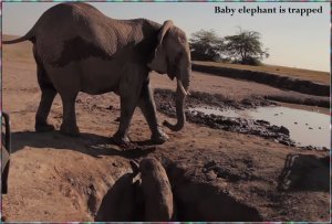Baby elephant trapped.jpg Baby elephant trapped.jpg