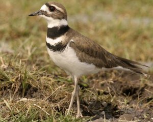 Killdeer n09-1-107_l_1.jpg