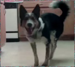 Best trained dog..jpg