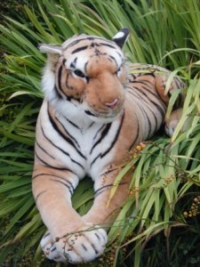 Penymynydd Tiger2.jpg