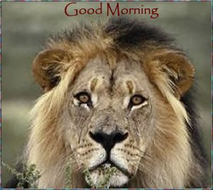 Good Morning Lion Face.jpg