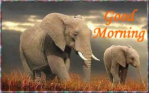 Good Morning Elephant.2.jpg