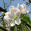 avatars-flowers-and-nature-845606.gif