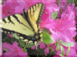 bees & butterflies 002.jpg