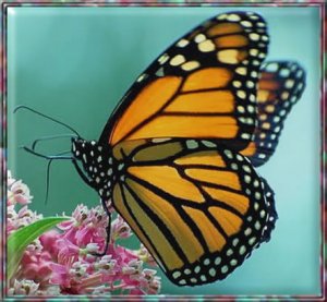 butterfly monarch.jpg