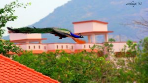 peacock in flight 3.jpg