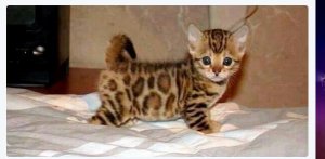 leopard kitty.jpg