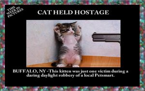 cat held hostage.jpg