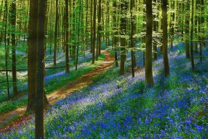 hallerbos-6[2].jpg