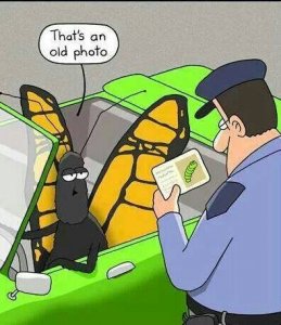 bug.jpg