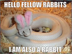 snake.rabbit.jpg