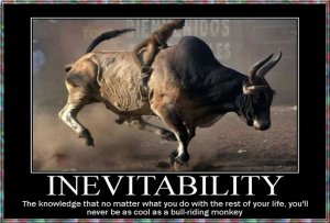 bull1.jpg